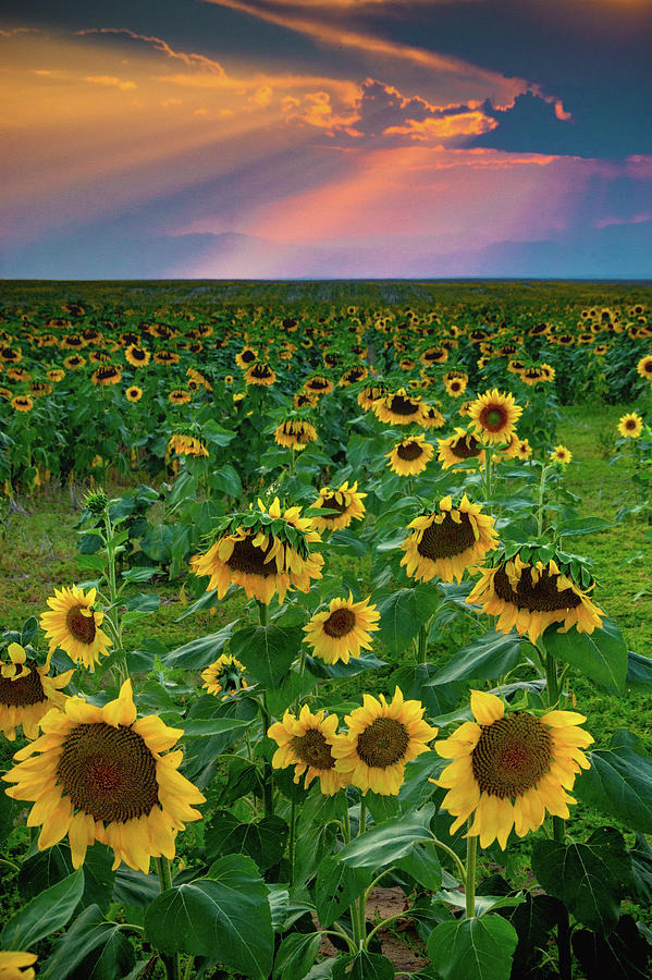 Sunflowers and Sunrays #1 Photograph by John De Bord
