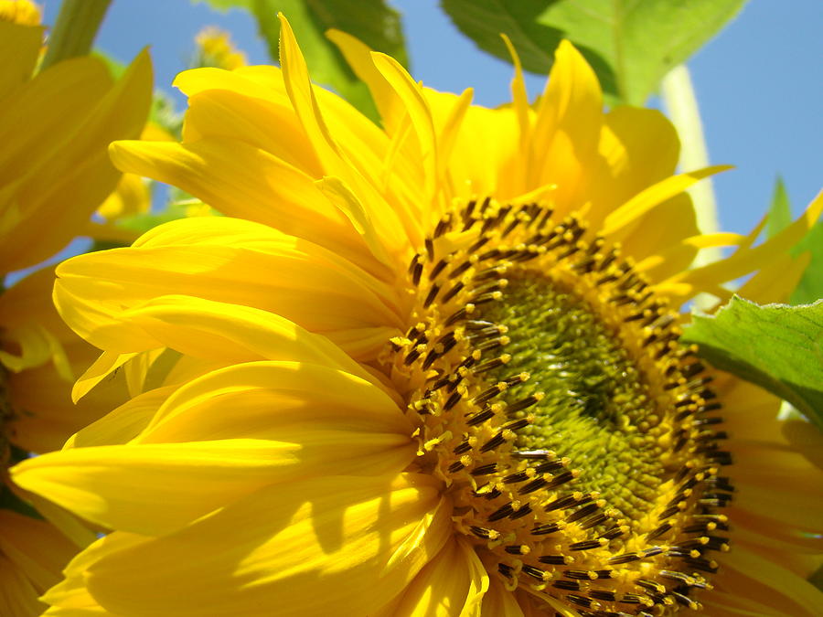 SUNFLOWERS ART Prints Sun Flower Giclee Prints Baslee Troutman #1 Photograph by Patti Baslee