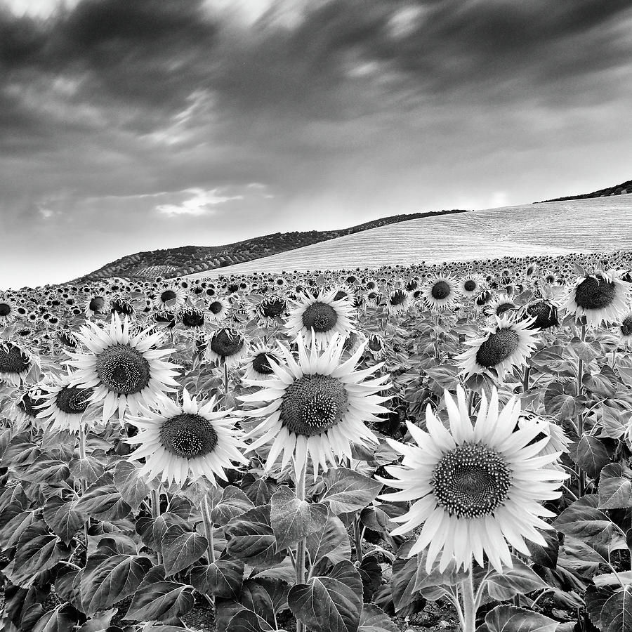 Sunset Photograph - Sunflowers.  At sunset. BW #1 by Guido Montanes Castillo
