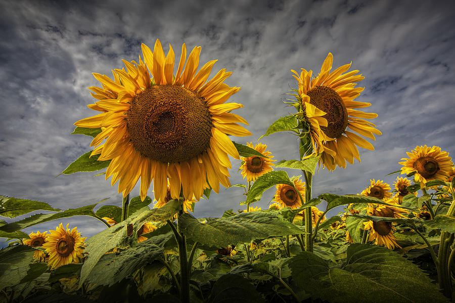 Sunflowers Blooming in a Field Photograph by Randall Nyhof