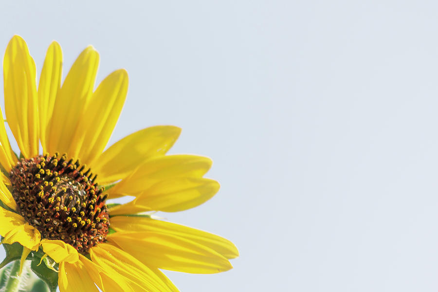 Sunflowers by Brad Thornton Sunflowers by Brad Thornton