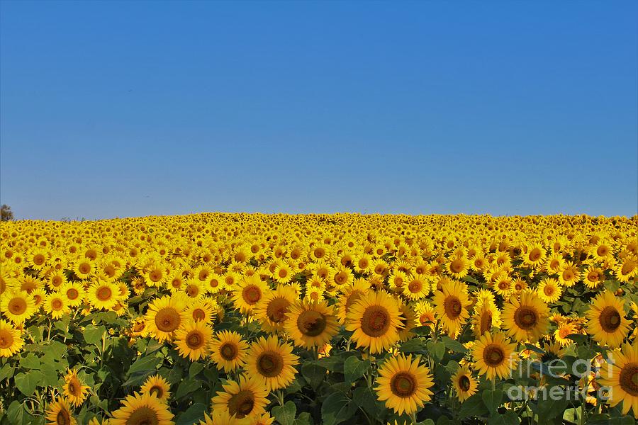 Sunflowers #1 Photograph by Donn Ingemie