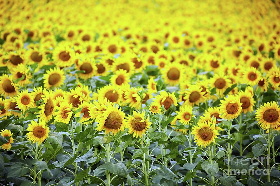 Sunflowers field #1 Photograph by Ragnar Lothbrok