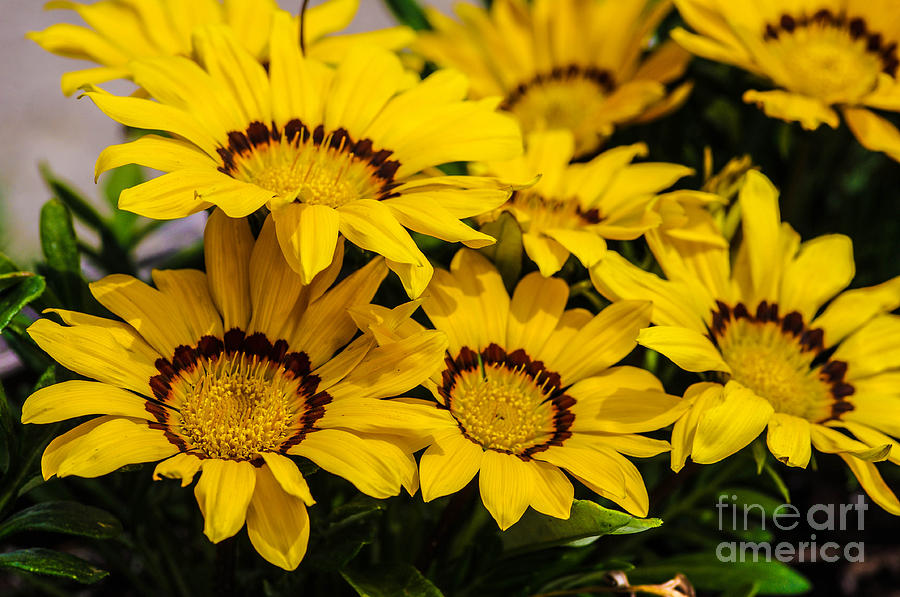 Sunflowers #1 Photograph by Gerald Kloss