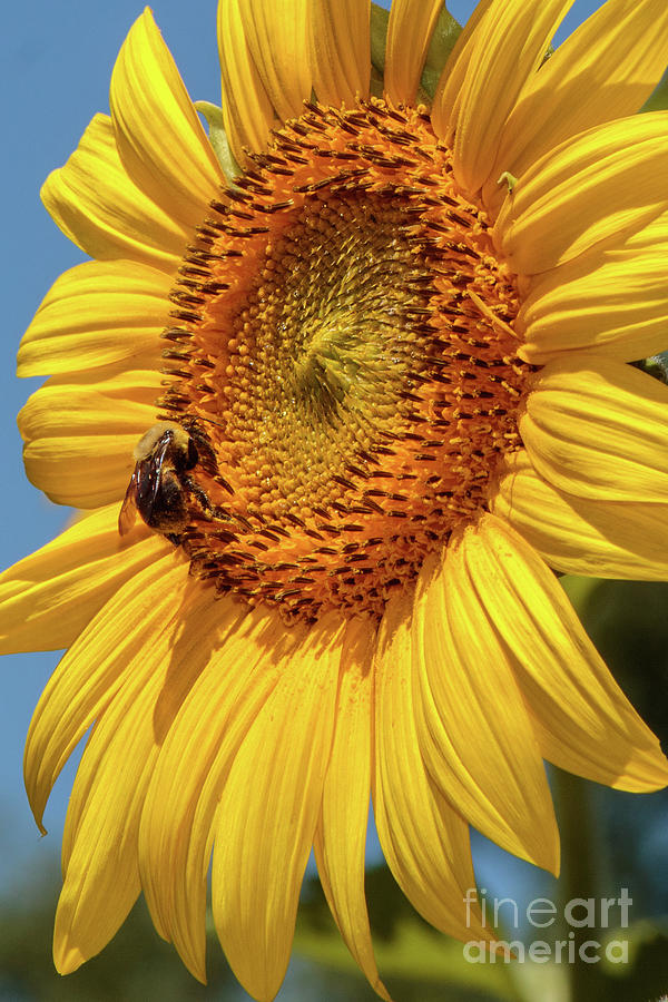 Nature Photograph - Sunflowers in Bloom #1 by Thomas Marchessault
