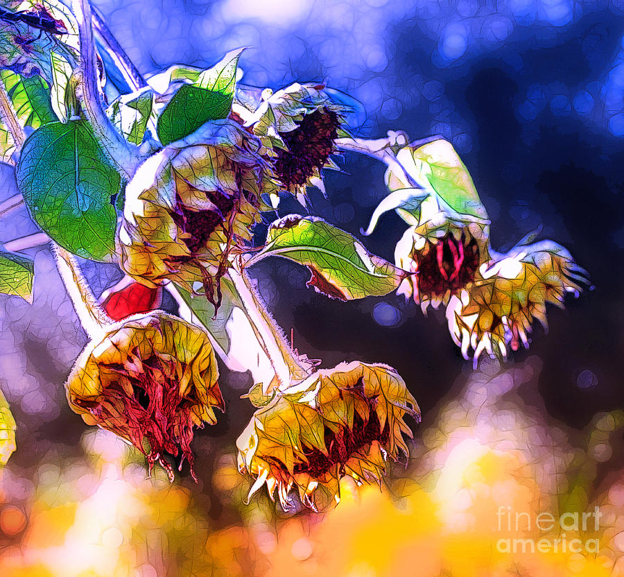 Sunflowers in Fall #2 Photograph by Judi Bagwell