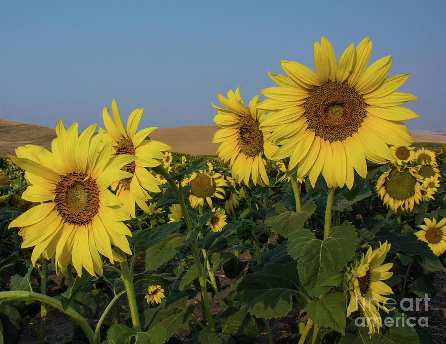 Sunflowers in the Palouse #2 Photograph by John Greco