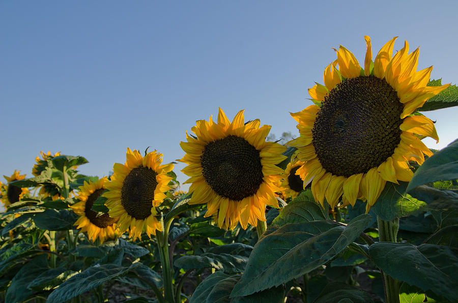 Sunflowers  #1 Photograph by Janet  Kopper