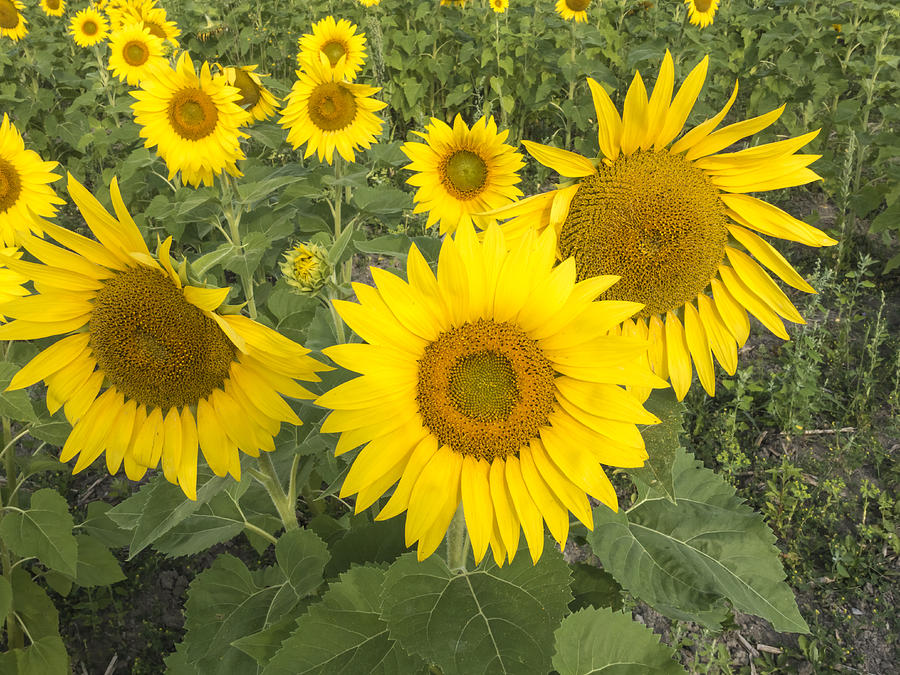 Sunflowers #1 Photograph by Josef Pittner