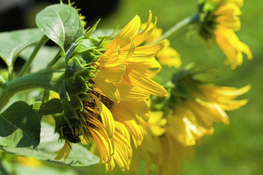 Sunflowers #1 Photograph by Kathy Clark