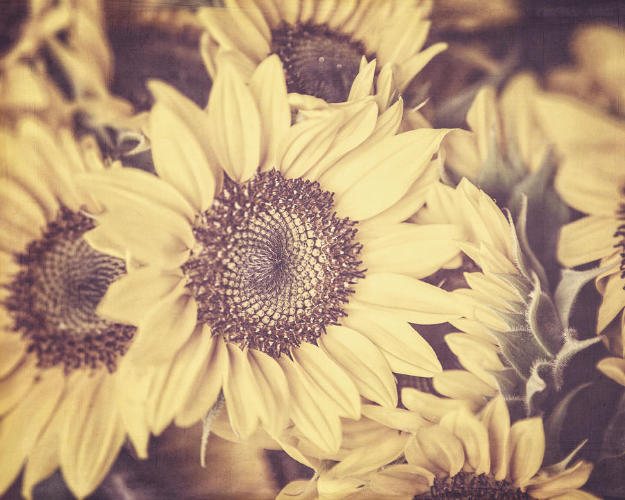Sunflower Photograph - Sunflowers #2 by Lisa R