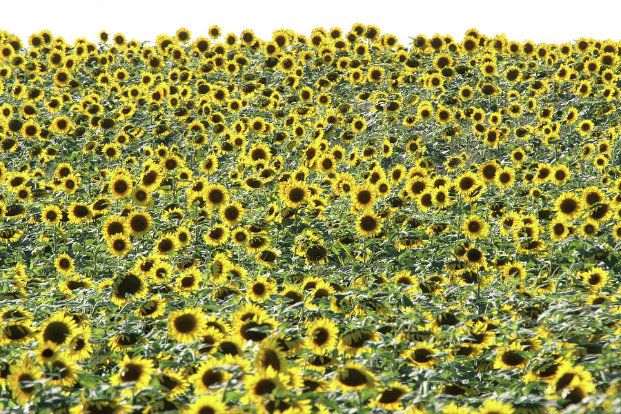 Sunflowers Mattituck New York #1 Photograph by Bob Savage