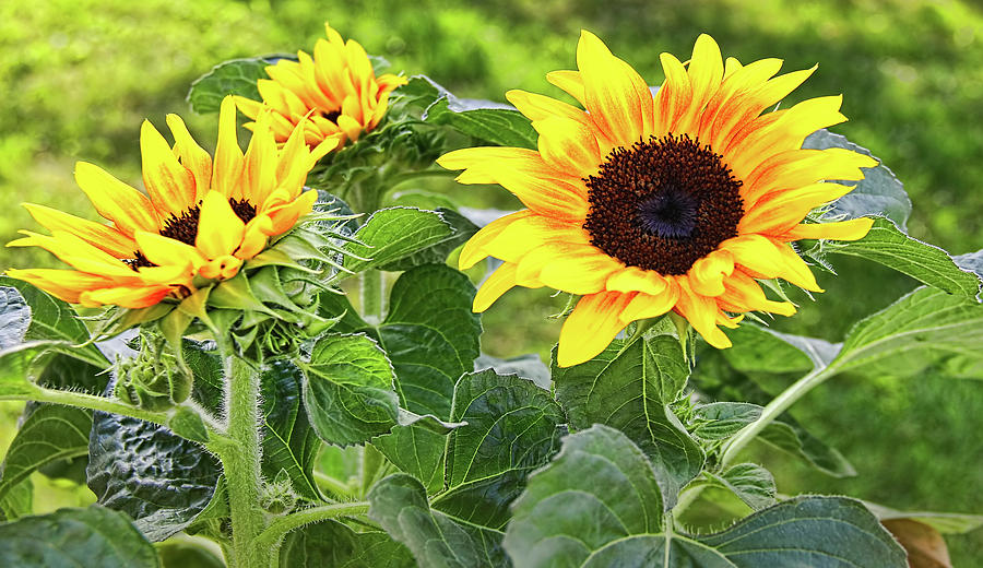 Sunflowers Photograph