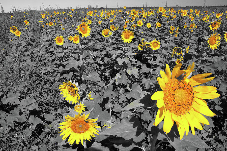 Sunflowers #1 Photograph by Steve Stuller