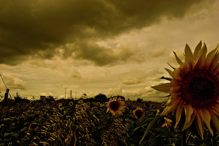 Sunflowers #1 Photograph by Grebo Gray