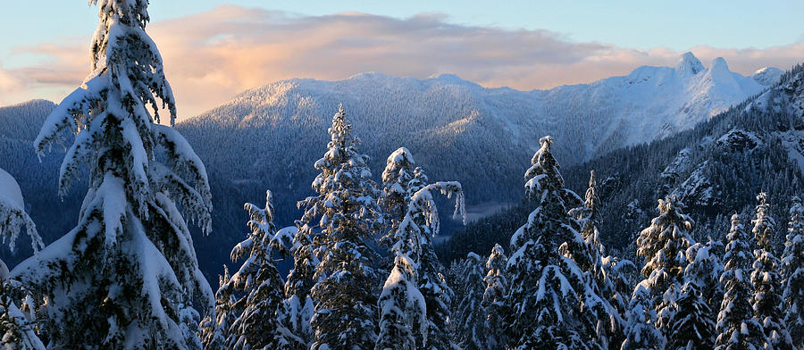 Sunlight Covered Trees In The Mountains Of British Columbia Photograph