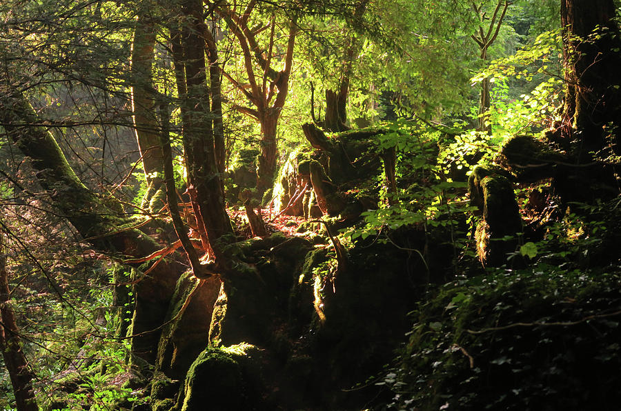 Nature Photograph - Sunlight in Puzzlewood #1 by Zoe Oakley