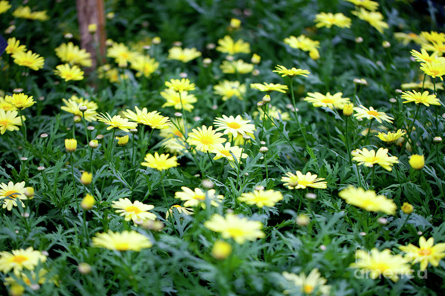 Sunlight Marguerite - Argyranthemum frutescens #1 Photograph by Anthony Totah