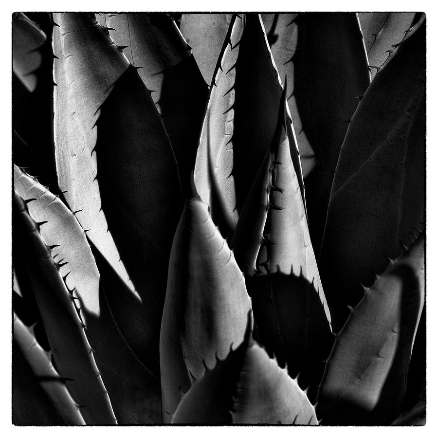 Sunlit Cactus #1 Photograph by David Patterson