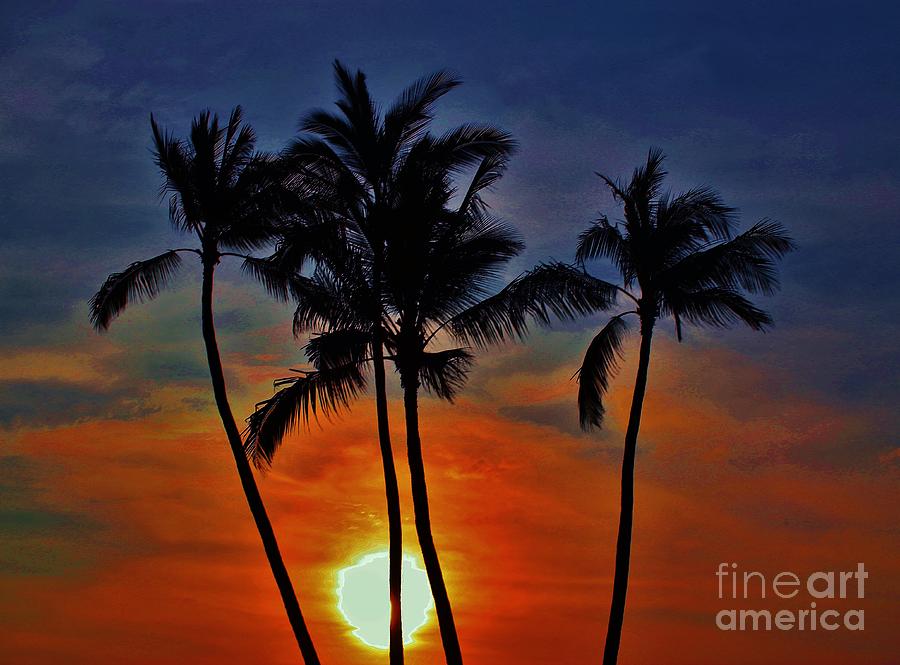 Sunlit Palms #1 Photograph by Craig Wood