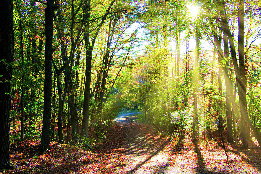 Sunny Autumn Path Photograph by Robert Anastasi