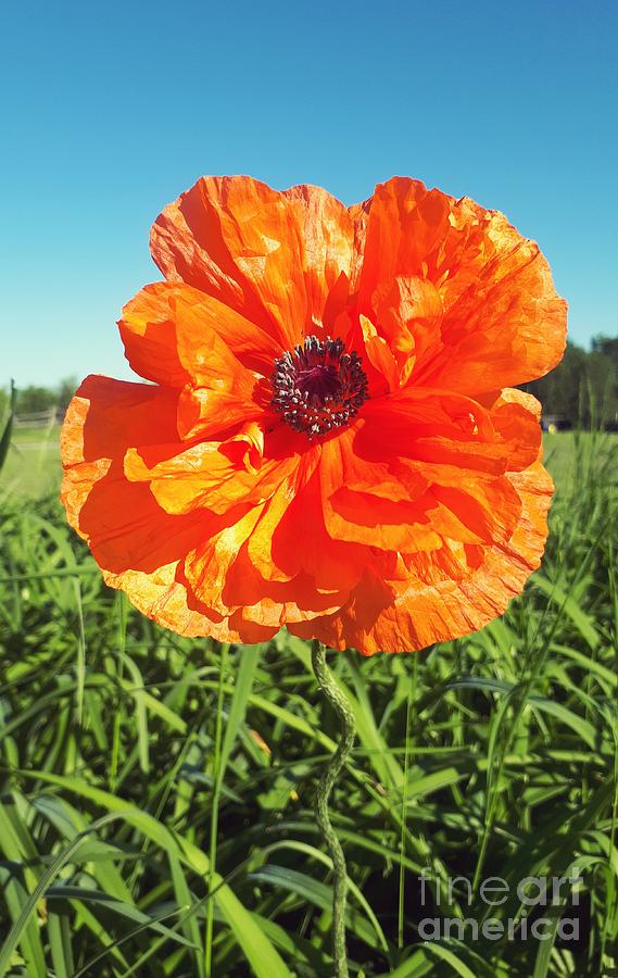 Sunny Day Poppy  #2 Photograph by Cheryl Baxter