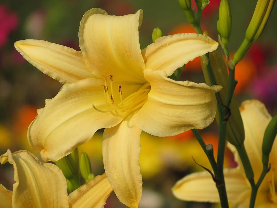 Sunny Daylilies Photograph By Mtbobbins Photography Fine Art America