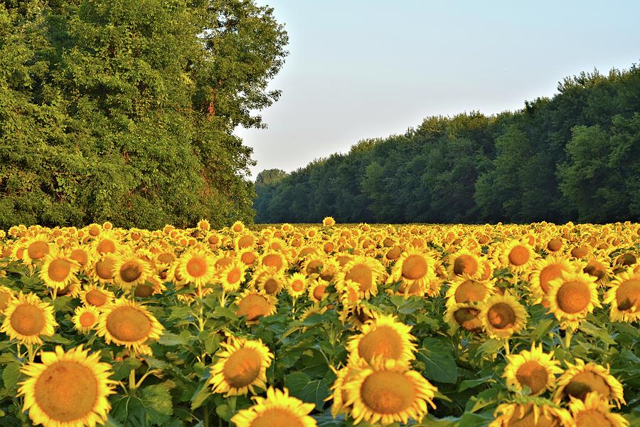 Sunflower Photograph - Sunny Days #1 by Bonfire Photography