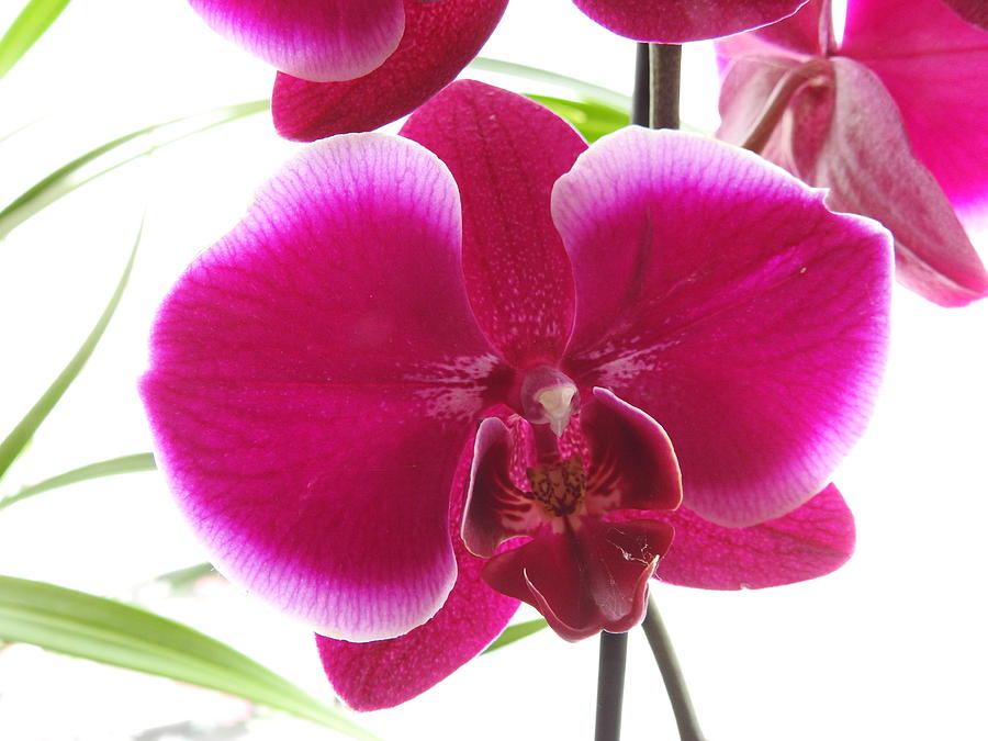 Sunny orchid #1 Photograph by Kayleigh Carroll