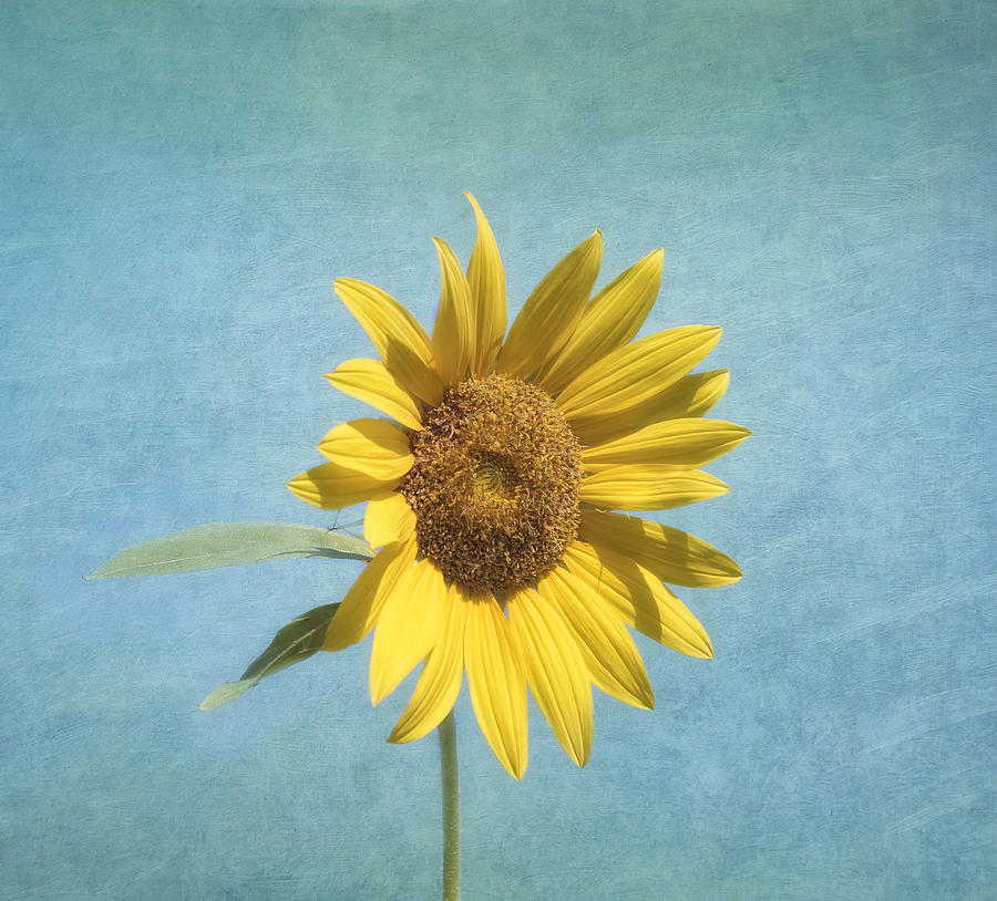 Sunflower Photograph - Sunny Side Up #2 by Kim Hojnacki