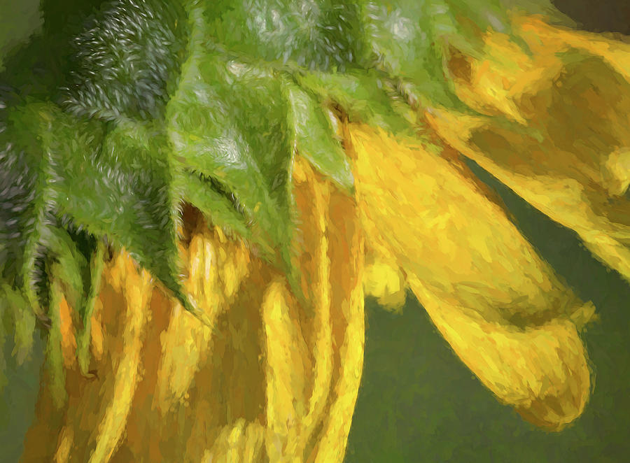 Sunny Sunflower  #1 Painting by Kathy Clark