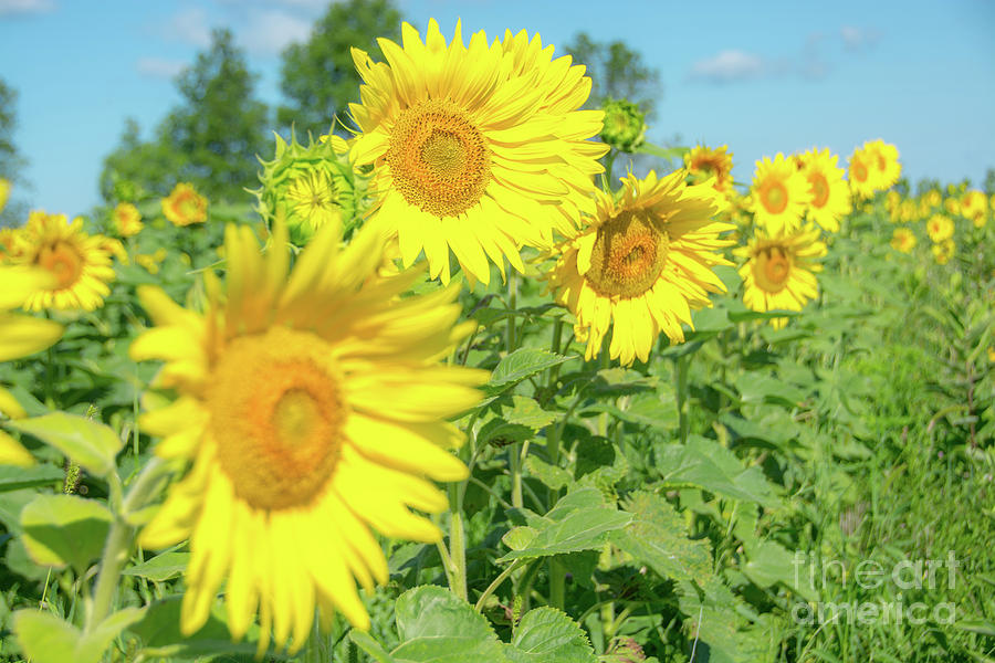 Sunny Sunflowers #1 Photograph by Cheryl Baxter