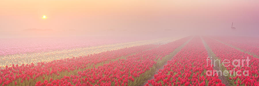 Tulip Photograph - Sunrise and fog over rows of blooming tulips, The Netherlands #1 by Sara Winter