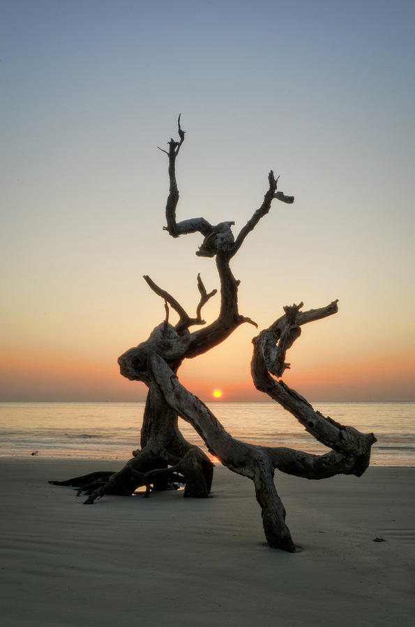 Sunrise On Driftwood #1 Photograph by Greg and Chrystal Mimbs