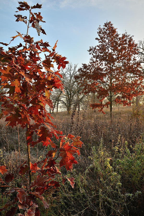 Sunrise on Oaks in Glacial Park #1 Photograph by Ray Mathis