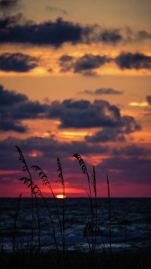Sunrise Sea Oats Delray Beach, Florida #1 Photograph by Lawrence S Richardson Jr