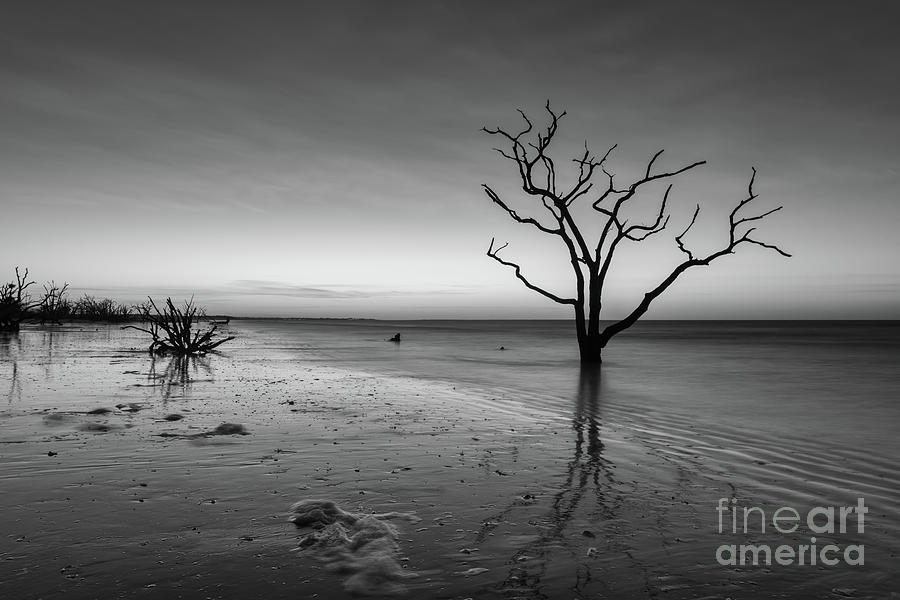 Tree Photograph - Sunrise Suds  #1 by Michael Ver Sprill