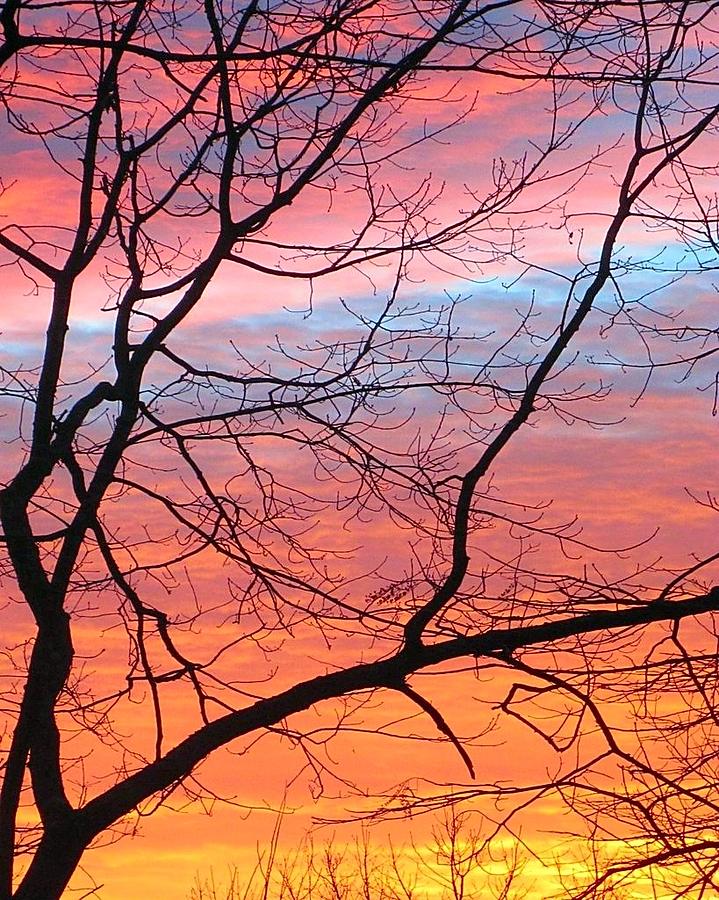 Sunrise Through the Branches #1 Photograph by Betty Buller Whitehead