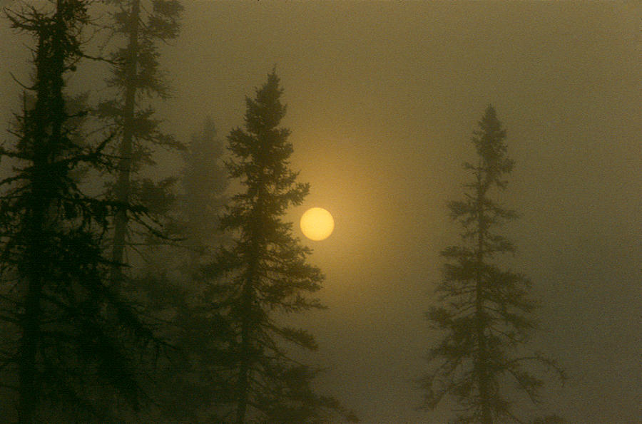 Sunrise Through The Fog 2 #2 Photograph by Janice Adomeit