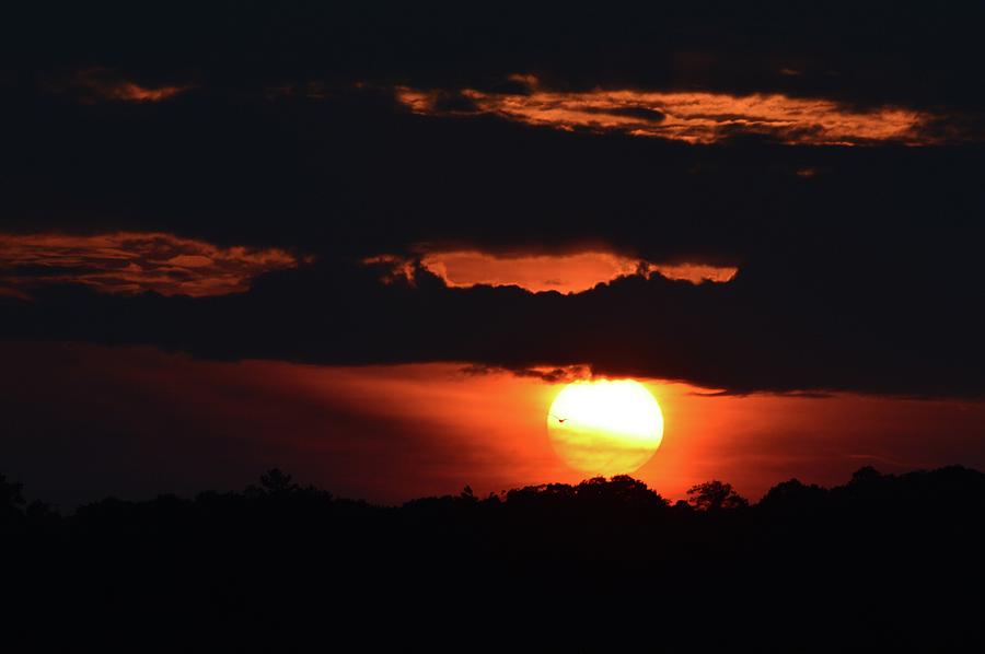 Sunset Bird  #1 Photograph by Lyle Crump