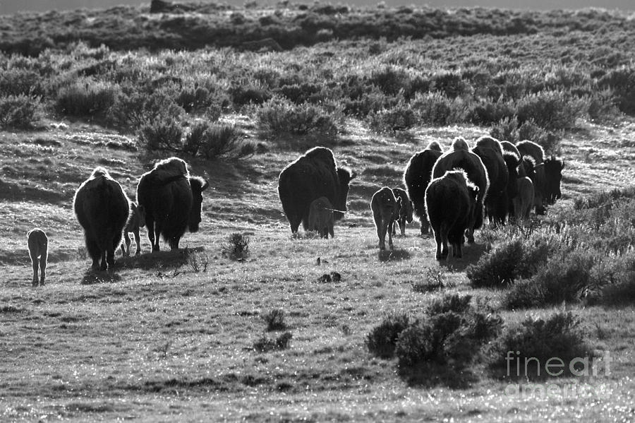 Yellowstone National Park Photograph - Sunset Bison Stroll Black And White #1 by Adam Jewell