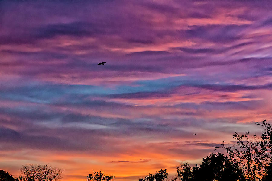 Sunset Clouds Trees and Birds #1 Photograph by Robert Ullmann