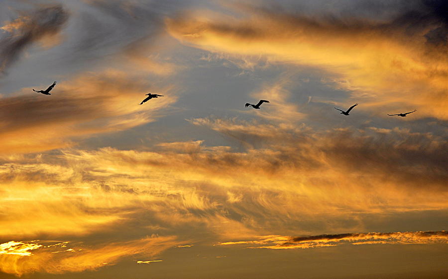 Sunset Flight #1 Photograph by AJ Schibig
