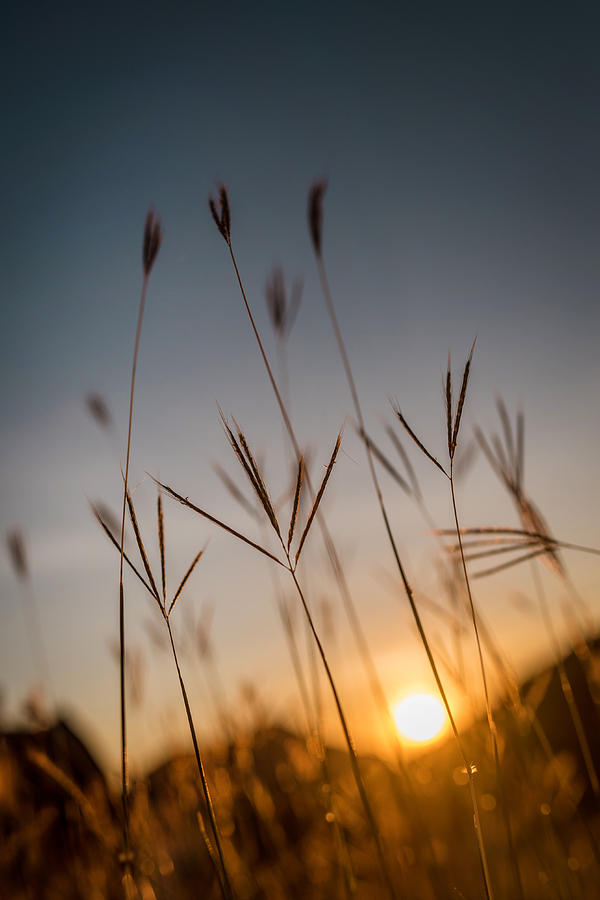 Sunset Grass by Daniel Marcion Sunset Grass by Daniel Marcion