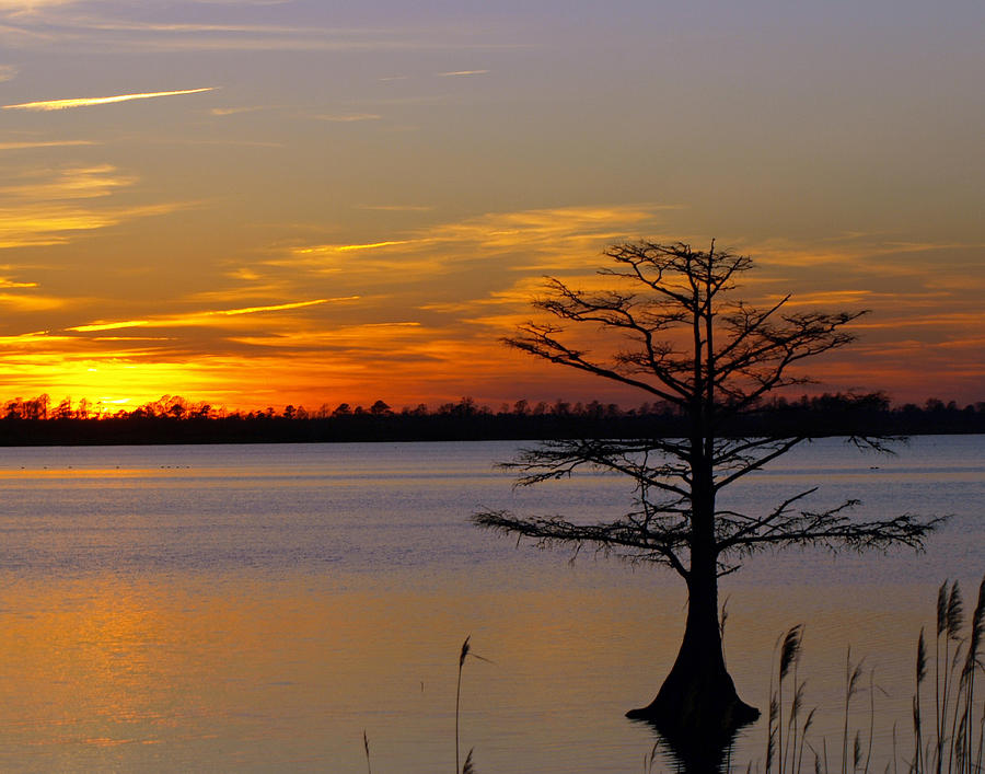 Sunset In Mattamuskeet Photograph by Ann Keisling Sunset In Mattamuskeet Photograph by Ann Keisling