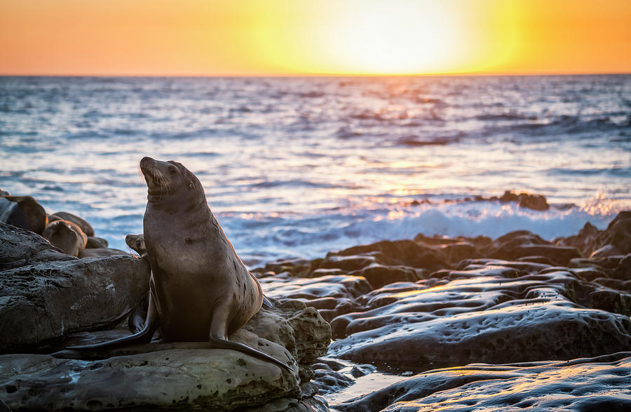 Sunset over large sea lion on the rocks, San Diego Beach, CA #1 Photograph by Ryan Kelehar