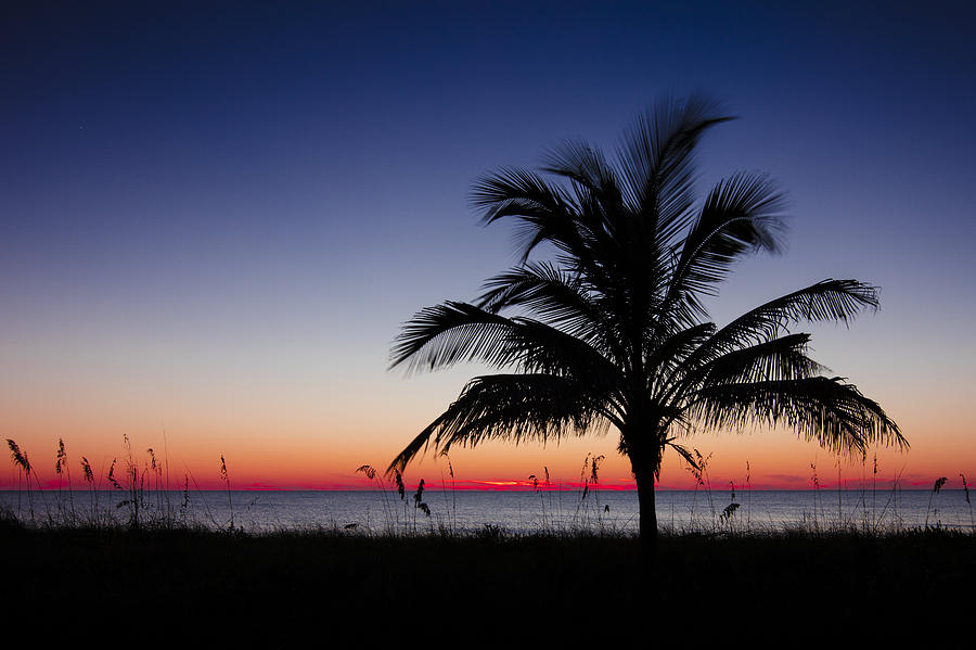 Sunset Palm #1 Photograph by Sean Allen