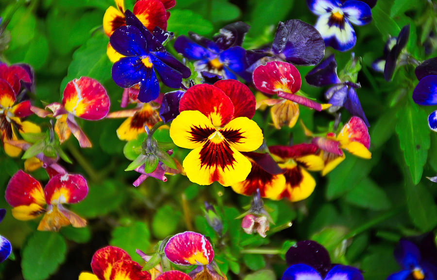 Sunset Pansy #2 Photograph by Robert Meyers-Lussier
