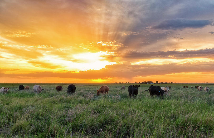Sunset Photograph - Sunset Pastures #1 by Russell Pugh