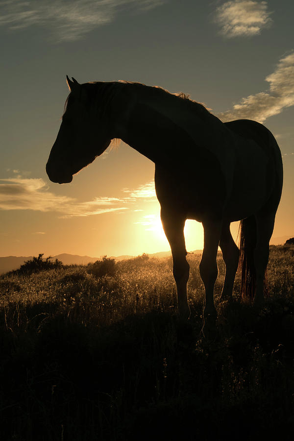 Sunset Stallion #1 Photograph by Kent Keller